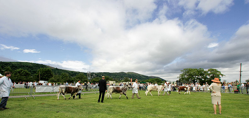 Judging Cattle
Schlüsselwörter: judging cattle Three Counties Show
