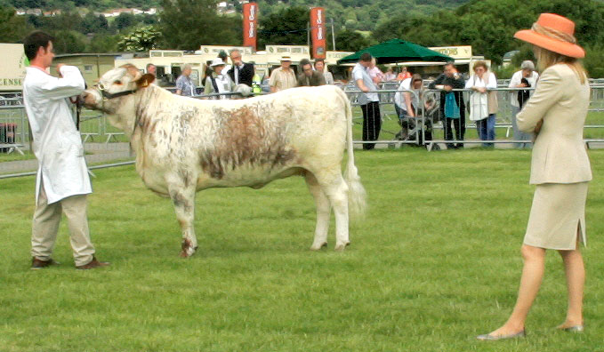 Judge in the Orange Hat
Trefwoorden: Judge cattle Three Counties Show