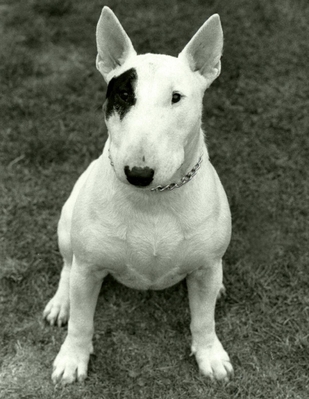 Our beloved Kea - our first English Bull Terrier
Keywords: Bullies Bully Dog English Bull Terrier Kea Sit sitting