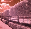 Chelsea-3-IR.jpg