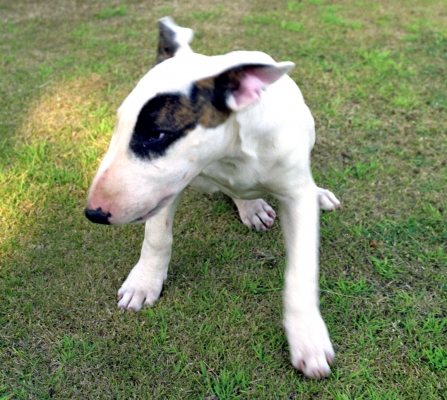 Pau - Summer 1990
Pau came to live with us at Whitecroft on my birthday, May 1990.
Ключевые слова: English Bull Terrier Garden Pau Summer Whitecroft