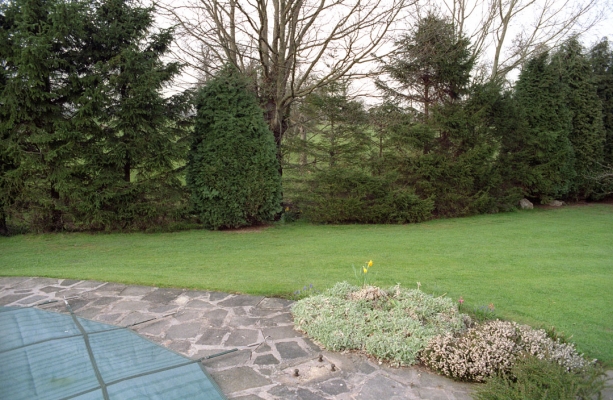 Back Lawn at Whitecroft - Spring 1991
With swimming pool in the foreground
Keywords: Garden Gardening Gardens Grass Lawn Lawns