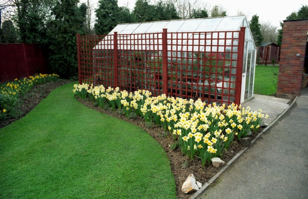 Daffodils by the Greenhouse
Easter 1991.  Showing the old greenhouse (to the right of the garage) and with the old dog kennel in the background.  Replaced in 1998 with the new dog resort.
Ključne besede: Daffodils Dog kennel Garden Gardening Gardens Grass Greenhouse Lawn Lawns Trellis