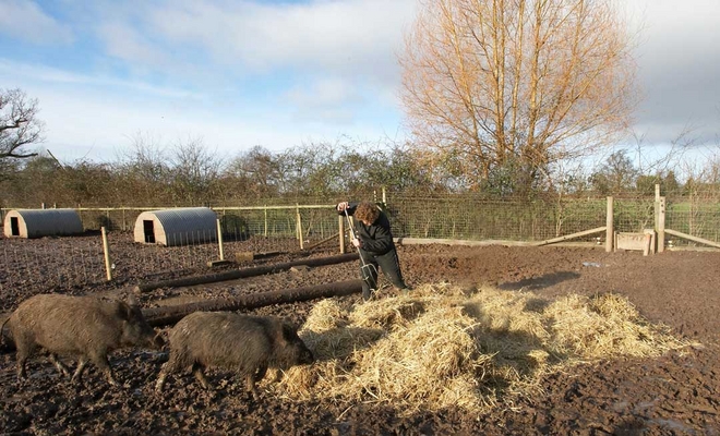 Kalvin Spreading the Straw
Preparing the base for the pig arc.
Słowa kluczowe: animal animals boar boars hog hogs kalvin brookes land mammal land mammals lucies farm mud rain straw swine terrestrial mammal terrestrial mammals wild boar