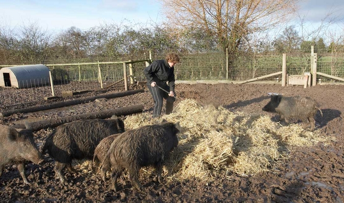 Spreading the Straw Under Pig Supervision
Kalvin spreading fresh straw.
Trefwoorden: animal animals boar boars hog hogs kalvin brookes land mammal land mammals lucies farm mud rain straw swine terrestrial mammal terrestrial mammals wild boar