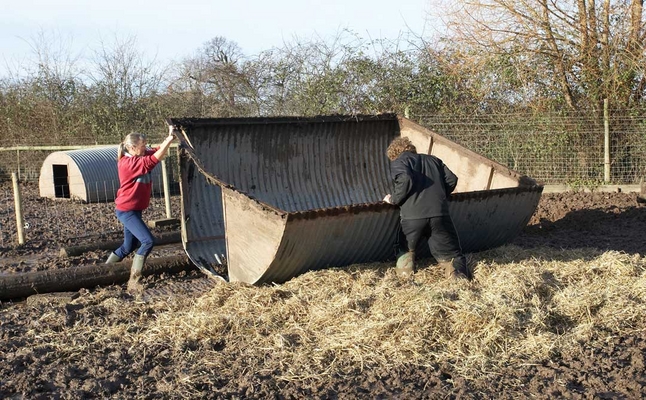 Turning the Pig Arc Over
We had to tell Kalvin to move:  if he didn't, when the arc flipped right-side-up he'd be inside it.
Keywords: Animal Animals Boar Boars Cathy Bushby Hog Hogs Kalvin Brookes Land Mammal Land Mammals Lucies Farm Mud Rain Straw Swine Terrestrial Mammal Terrestrial Mammals Wild boar