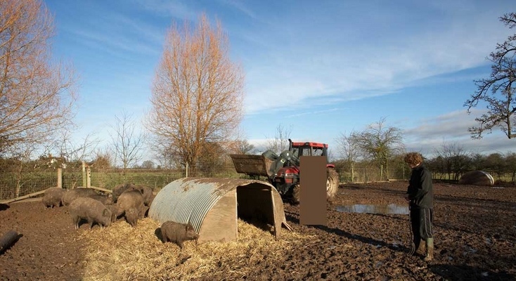 Pig Arc Moved And With a Bed of Fresh Straw
Kalvin surveying the wild boar.  The image of one of our former colleagues has been removed at his specific request -- hence the mysterious brown rectangle.
Schlüsselwörter: boar kalvin brookes land mammal land mammals lucies farm mud pig arc rain straw swine terrestrial mammal terrestrial mammals tractor animal animals wild boar boars hog hogs