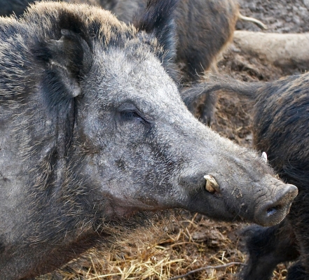Wild Boar with Large Tusks
Our "senior male" at Lucies Farm, proudly showing off his tusks.
Schlüsselwörter: Animal Animals Boar Boars Hog Hogs Land Mammal Land Mammals Lucies Farm Male Pig Pigs Swine Terrestrial Mammal Terrestrial Mammals Tusks