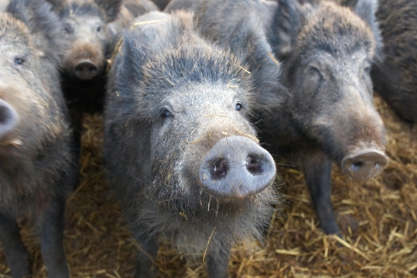 Curious Wild Boar Looking For Their Next Meal
Trefwoorden: Animal Animals Boar Boars Hog Hogs Land Mammal Land Mammals Pig Pigs Swine Terrestrial Mammal Terrestrial Mammals