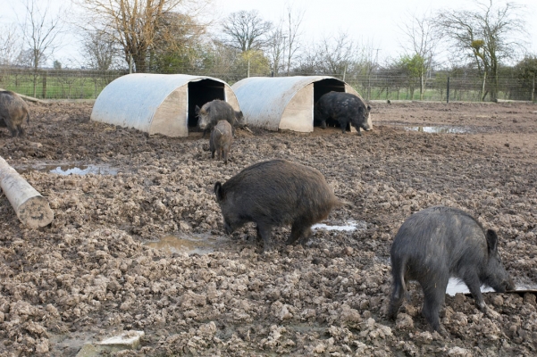 Wild Boar and Arcs in One of the Fields
They've really managed to dig up the field --- it previously had grass about two feet tall.
Palabras clave: Animal Animals Boar Boars Hog Hogs Land Mammal Land Mammals Pig Pigs Swine Terrestrial Mammal Terrestrial Mammals