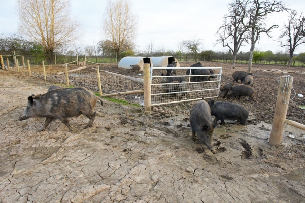 Wild Boar Moving from One Paddock to the Next
Schlüsselwörter: Animal Animals Boar Boars Hog Hogs Land Mammal Land Mammals Pig Pigs Swine Terrestrial Mammal Terrestrial Mammals