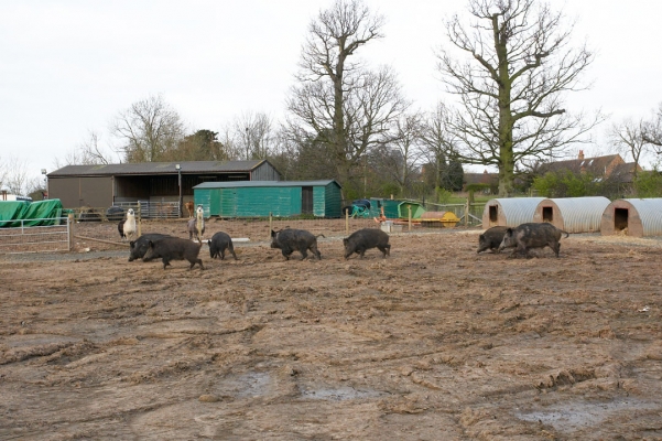 Wild Boar Having a Prowl
Schlüsselwörter: Animal Animals Boar Boars Hog Hogs Land Mammal Land Mammals Pig Pigs Swine Terrestrial Mammal Terrestrial Mammals