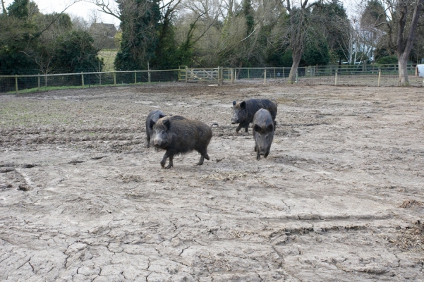 Wild Boar at Lucies Farm
Schlüsselwörter: Animal Animals Boar Boars Hog Hogs Land Mammal Land Mammals Pig Pigs Swine Terrestrial Mammal Terrestrial Mammals