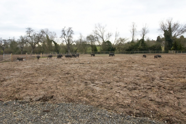 Wild Boar in the Second Paddock
The clay was "smoothed" over in late January as part of the installation of the compacted hard core, shown in the foreground in this photograph.
Schlüsselwörter: Animal Animals Boar Boars Hog Hogs Land Mammal Land Mammals Pig Pigs Swine Terrestrial Mammal Terrestrial Mammals