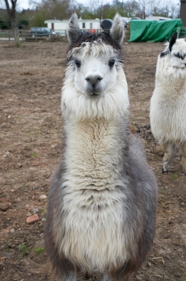 One Of Our Two Alpacas
Mots-clés: Alpaca Alpacas Animal Animals Land Mammal Land Mammals Livestock Livestock Farming Pig Terrestrial Mammal Terrestrial Mammals