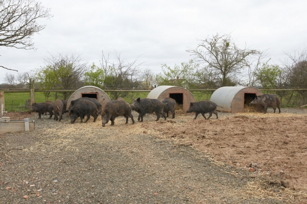 Wild Boar and their Pig Arcs
The pig arcs sit on compacted hard core at the top of the field.  There's about three feet of compacted hard core, and it drains well --- giving the wild boar dry bedding and a way to be on dry land (i.e. not clay).
Anahtar kelimeler: Animal Animals Boar Boars Hog Hogs Land Mammal Land Mammals Pig Pigs Swine Terrestrial Mammal Terrestrial Mammals