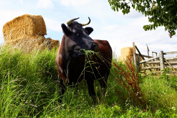 Jus' checking out my new home
Λέξεις-κλειδιά: 2007 Betty Cows Gloucester cow Hay Summer