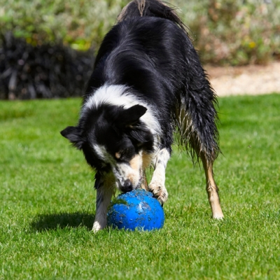 I'll just hold it down so that I can get a good grip
Słowa kluczowe: Action Ball Border Collie Collies Dog Dogs Stinky