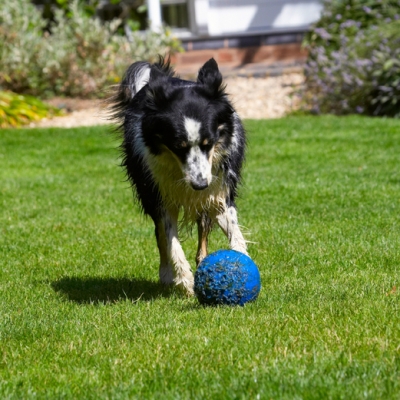 I'll just have a kick around
Słowa kluczowe: Border Collie Collies Dog Dogs Stinky