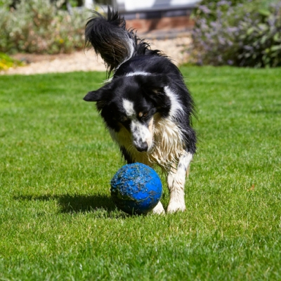 D'ya think I'm ready for the English team?
Schlüsselwörter: Action Ball Border Collie Collies Dog Dogs Stinky