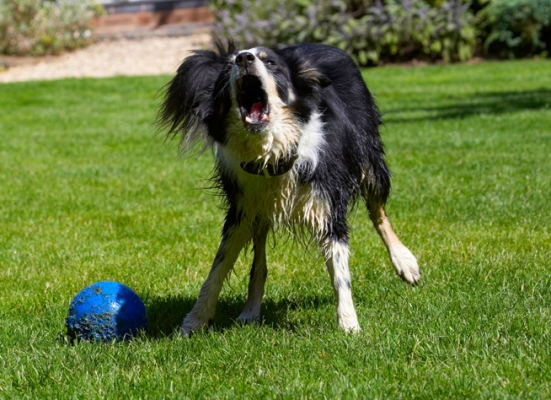 Ooooh, this is soooooooooo exciting
Trefwoorden: Action Ball Border Collie Collies Dog Dogs Stinky