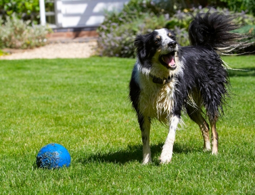 C'mon, where's the rest of the team?!
Mots-clés: Border Collie Collies Dog Dogs Stinky
