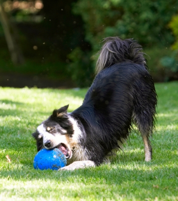 A really good chew
Ključne besede: Border Collie Collies Dog Dogs Stinky