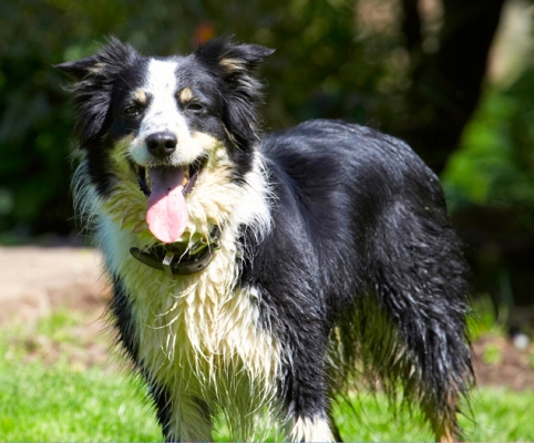 That's enough activity for the moment
Anahtar kelimeler: Border Collie Collies Dog Dogs Stinky Tongue