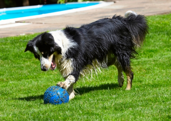 Go on, move!
Anahtar kelimeler: Action Ball Border Collie Collies Dog Dogs Stinky