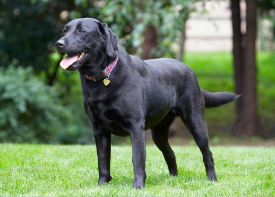The birthday girl
Palabras clave: Dog Dogs Ellie Labrador Tongue