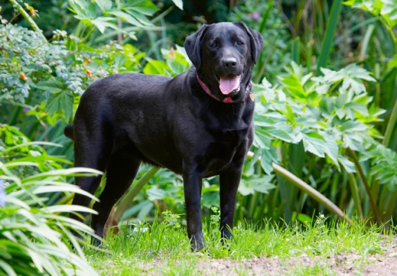 Wot, no ball playing
Słowa kluczowe: Dog Dogs Ellie Labrador Tongue