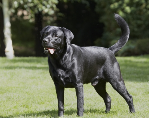 Whaddya think of this pose?
الكلمات الإستدلالية(لتسهيل البحث): Dog Dogs Labrador Slipper Tongue
