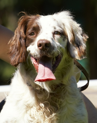I just can't stop smiling
Keywords: Dog Dogs Lucy Spaniels Springer Spaniel Tongue