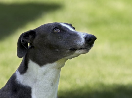 Mmm, mmm, mmm
Mots-clés: Dog Dogs Greyhound Molly