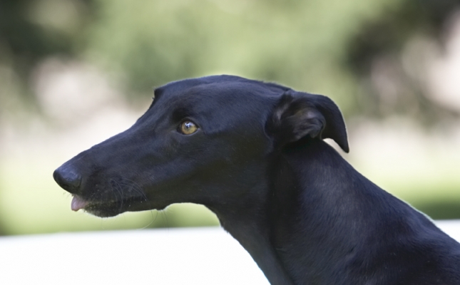 I'm in the zone, too
Keywords: Buddy Dog Dogs Greyhound Tongue