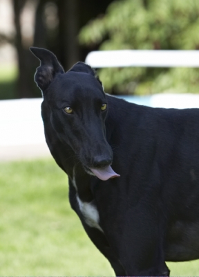 Yummmm
Palabras clave: Buddy Dog Dogs Greyhound Tongue