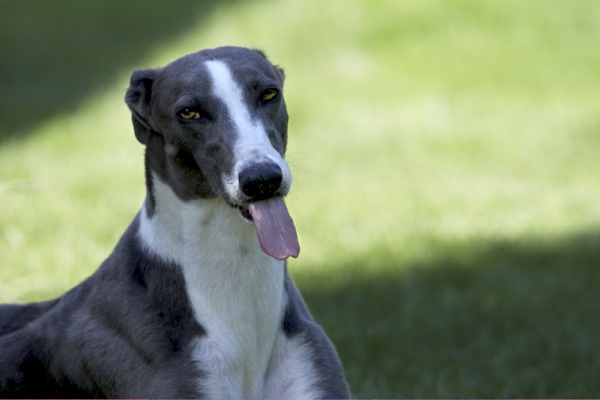 This is doggie heaven
الكلمات الإستدلالية(لتسهيل البحث): Dog Dogs Greyhound Molly Tongue