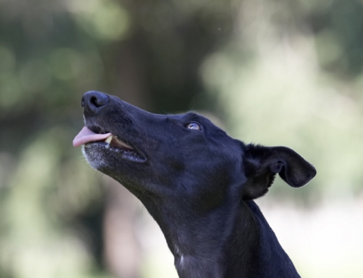 This takes concentration
Palabras clave: Buddy Dog Dogs Greyhound Tongue