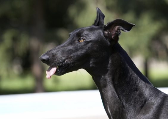 Quiet contemplation
Anahtar kelimeler: Buddy Dog Dogs Greyhound Tongue