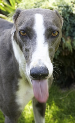 Has it all gone?
Schlüsselwörter: Dog Dogs Greyhound Molly Tongue
