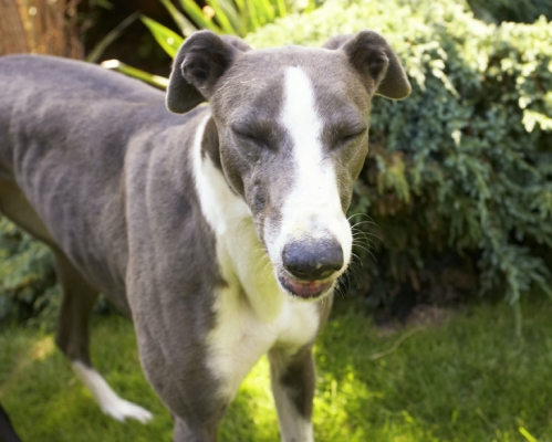 Oooh, this is soooooooooo good
الكلمات الإستدلالية(لتسهيل البحث): Dog Dogs Greyhound Molly