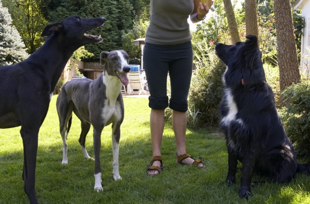 Oh, goody, a party
Ключові слова: Barney Border Collie Buddy Dog Dogs Greyhound Molly Tongue