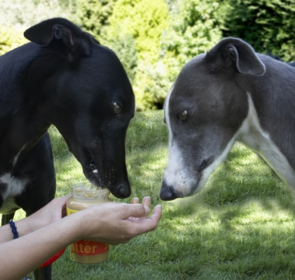 How come he gets the jar and I get a finger?
Keywords: Buddy Dog Dogs Greyhound Molly Peanut Butter Petra