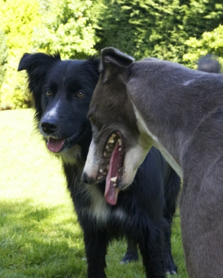 Have you met my new friend?
Anahtar kelimeler: Barney Border Collie Dog Dogs Greyhound Molly Tongue