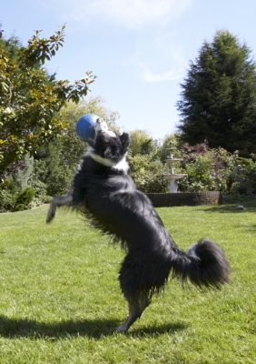 Wow, what a catch
Anahtar kelimeler: Ball Border Collie Collies Dog Dogs Stinky