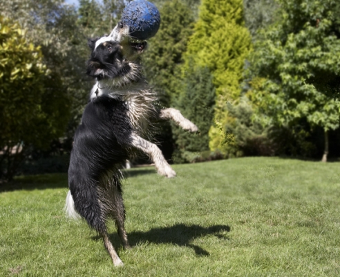 Poetry in motion
Keywords: Ball Border Collie Collies Dog Dogs Stinky