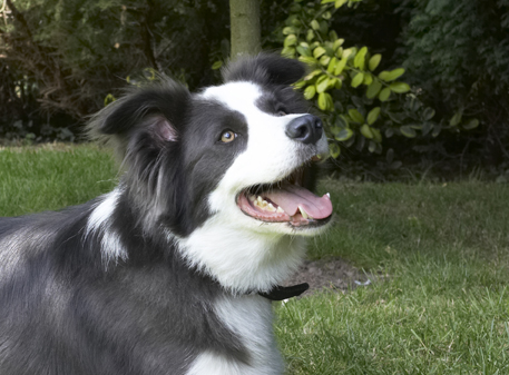 Am ready for another go
Keywords: Border Collie Collies Dog Dogs Tongue Zima