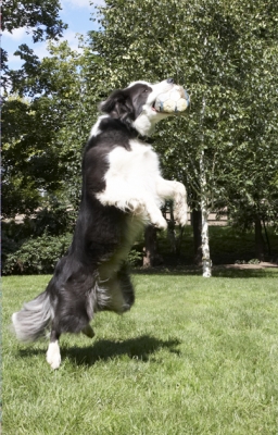 What an athlete
Słowa kluczowe: Border Collie Collies Dog Dogs Zima