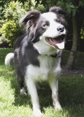 Isn't this a great game
Keywords: Border Collie Collies Dog Dogs Tongue Zima