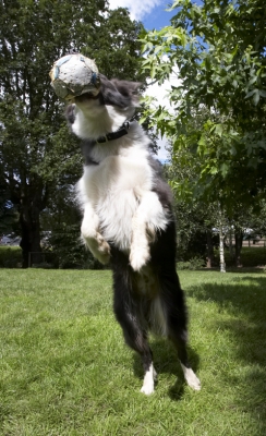 And another score
Keywords: Ball Border Collie Collies Dog Dogs Zima